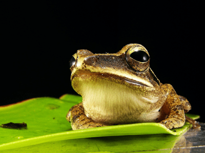 frog on pad
