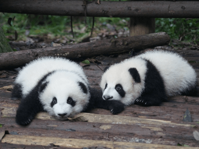 pandas lounging
